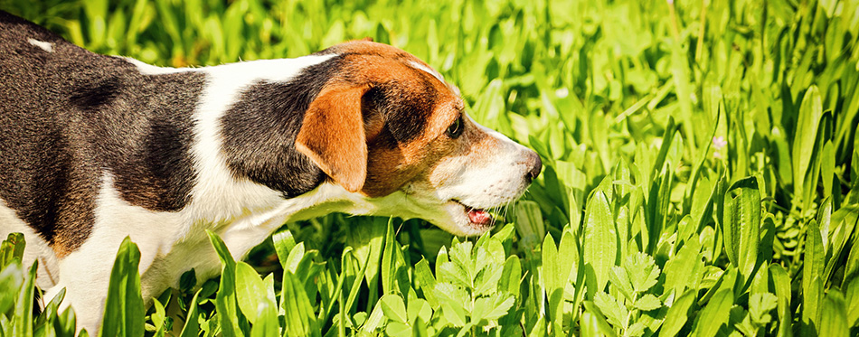 Young jack russell eating grass 