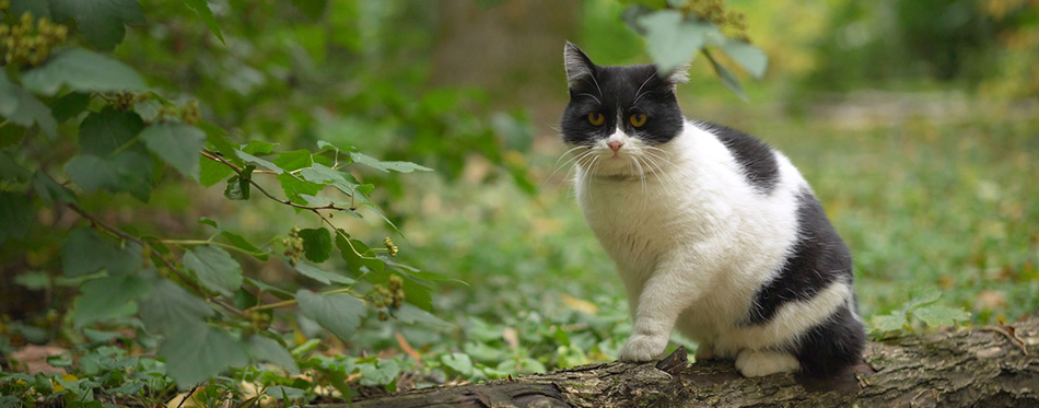 A beautiful cat sits on a tree in the garden.. Balinese cat