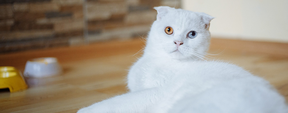 A beautiful white cat with different eyes.