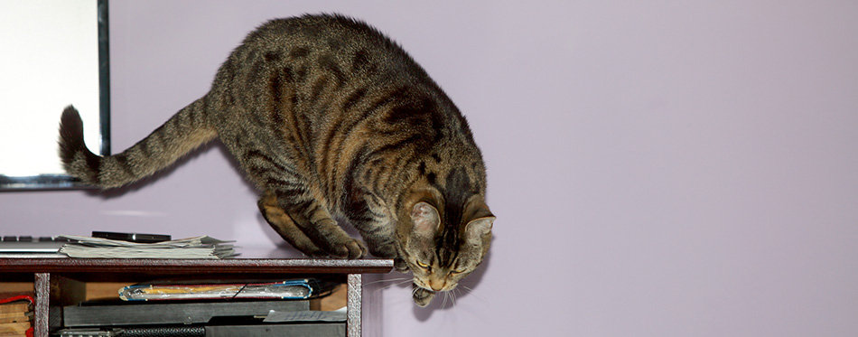 A cat in a home office