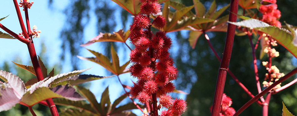 A closeup of a castor bean flower