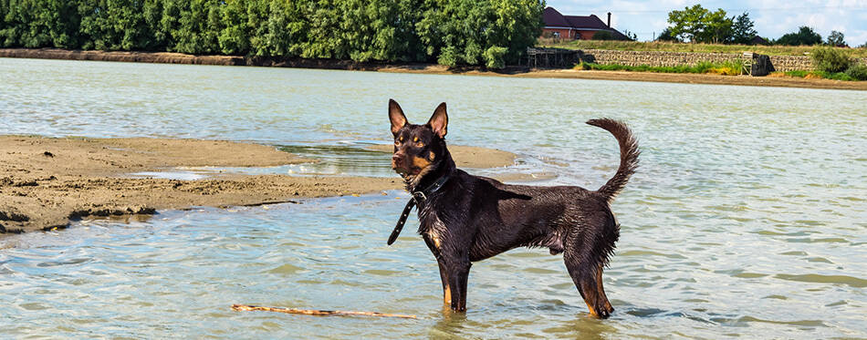 A dog of Australian kelpie breed plays on sand and in a river 