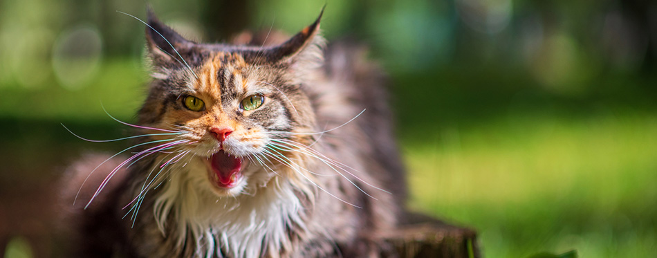 A growling domestic cat in the park. Photographed close-up.