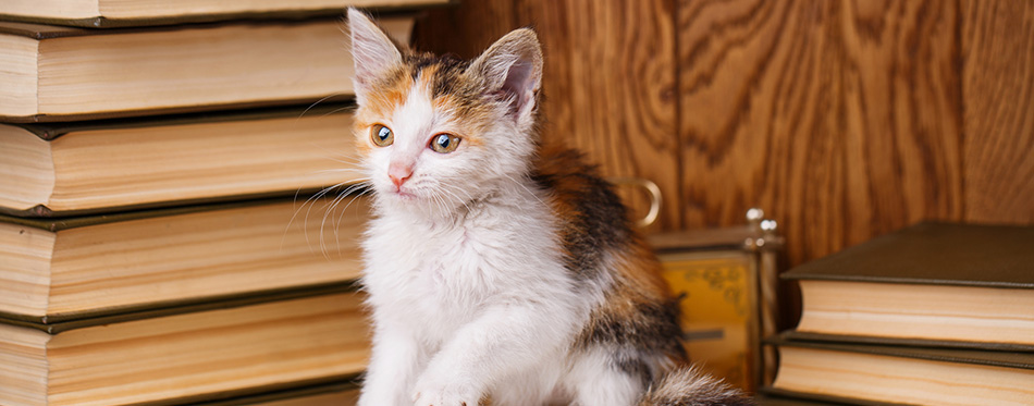 A kitten sits on a book and plays 