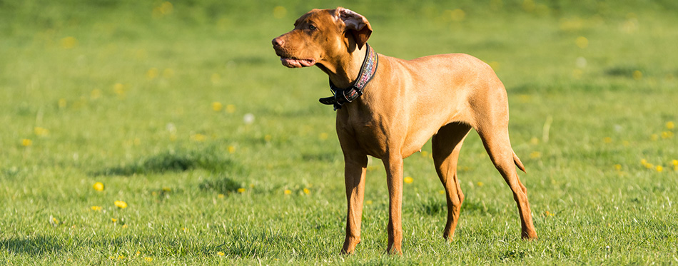 A large bitch with a light brown coat is standing far in the green meadow and is waiting for the next command to be issued.