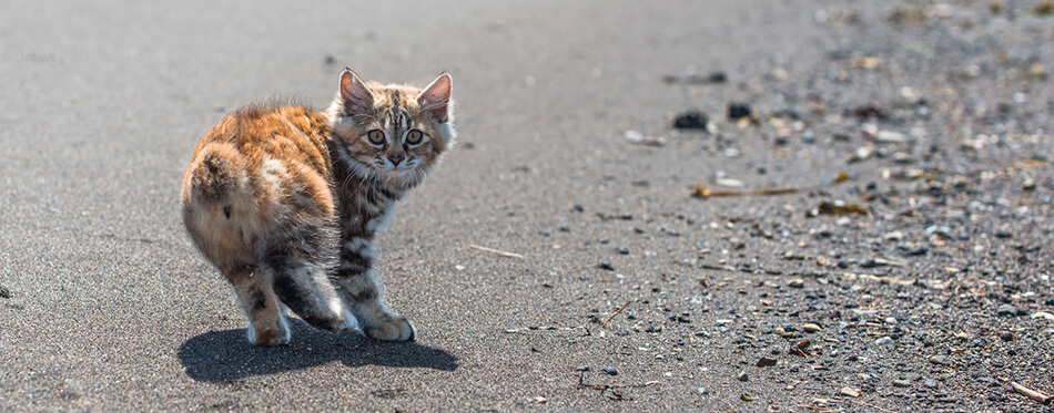 A little red kitten plays in the sand on the seashore.