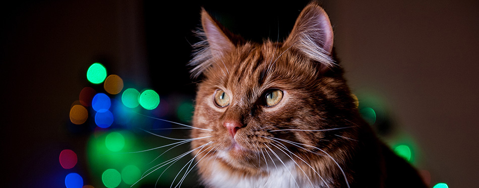 A photo of Kurilian bobtail cat 