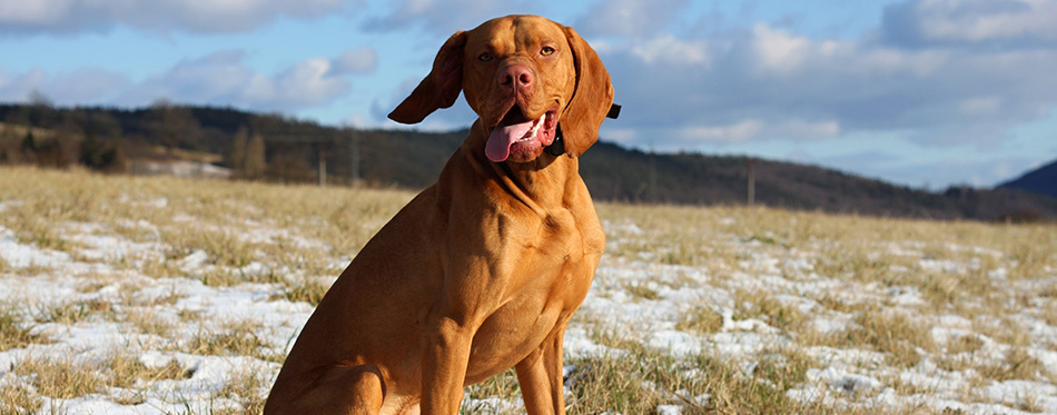 A shot of a Hungarian Vizsla dog in winter.