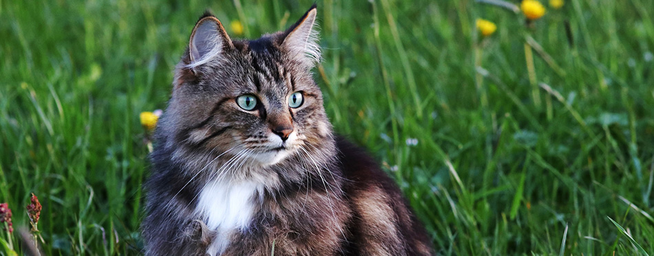 A young Norwegian forest cat is hunting in the evening in the meadow 