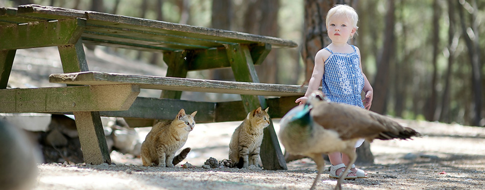 Adorable toddler girl feeding peacocks