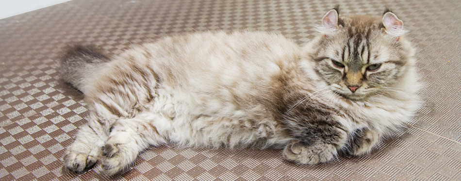 American Curl cat 