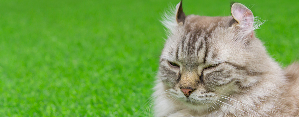 American Curl