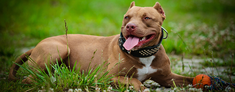 American Pitbull