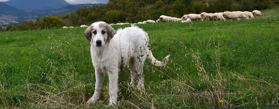 Anatolian sheepdog