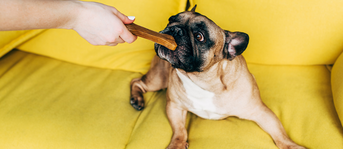 can puppies chew nylabone