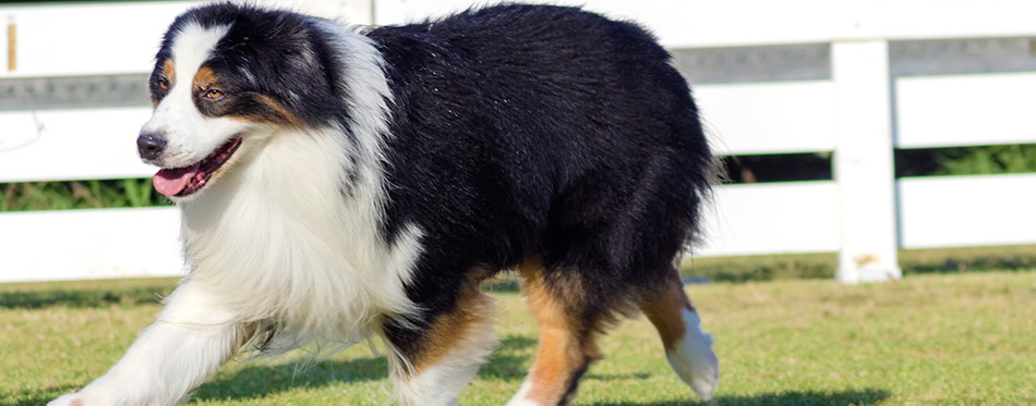 Australian Shepherd dog