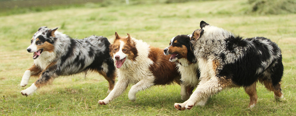 Australian Shepherd running 