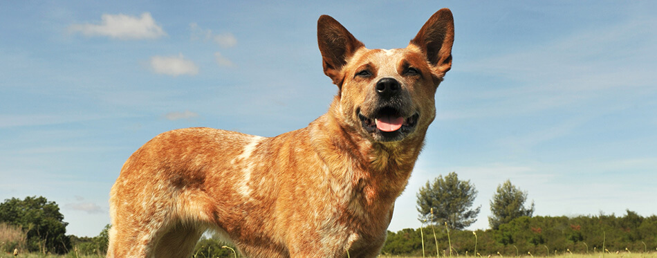 Australian cattle dog 