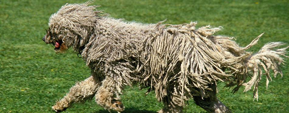 BERGER HONGROIS KOMONDOR