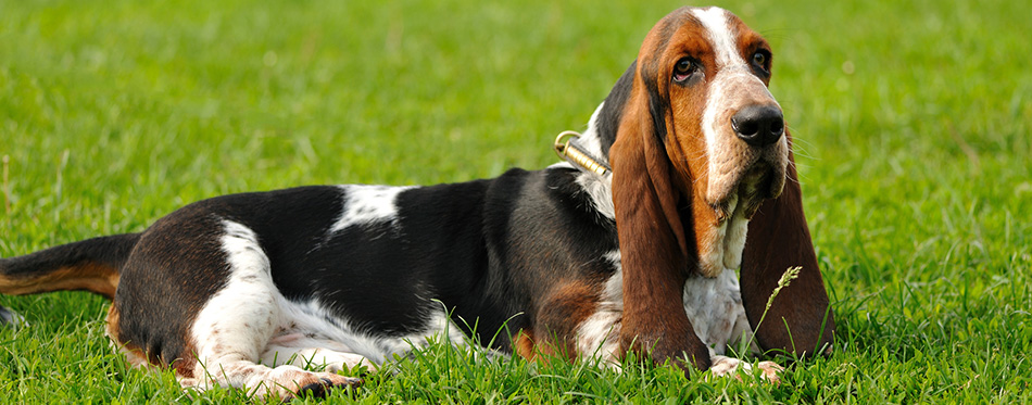 Basset Hound 