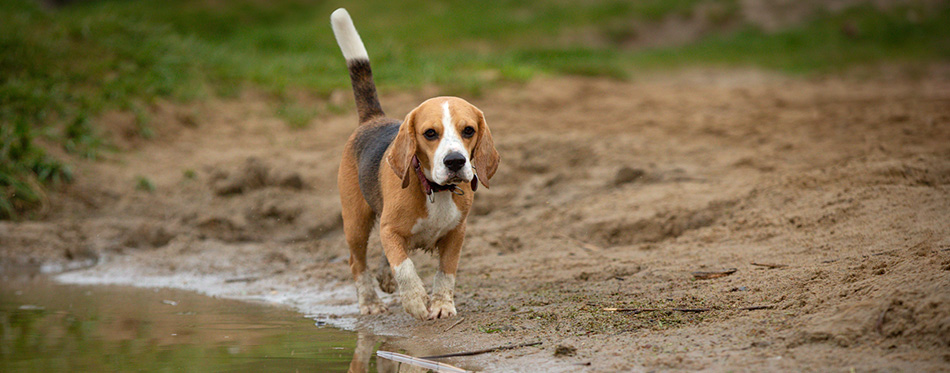 Beagle dog walking on water lake