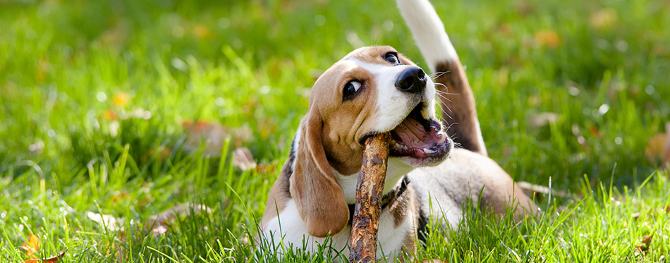 Beagle in green grass