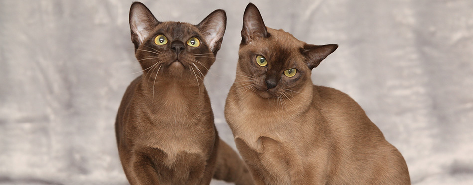 Beautiful Burmese cats in front of silver blanket