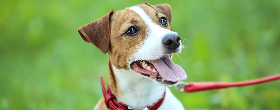 Beautiful Jack Russell Terrier dog in the park