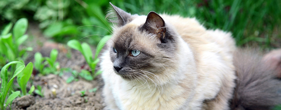 Beautiful balinese cat in the summer garden