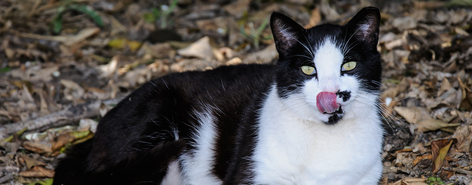 Beautiful black and white cat licking its nose