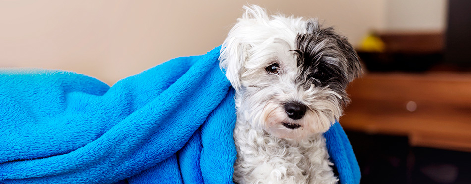 Beautiful cute havanese dog in blue blanket lying gray sofa