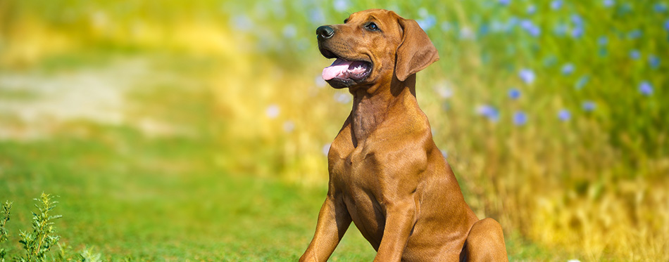 Beautiful rhodesian ridgeback dog puppy in a field 