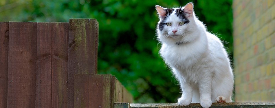 Beautiful white bigcat sitting on the fence