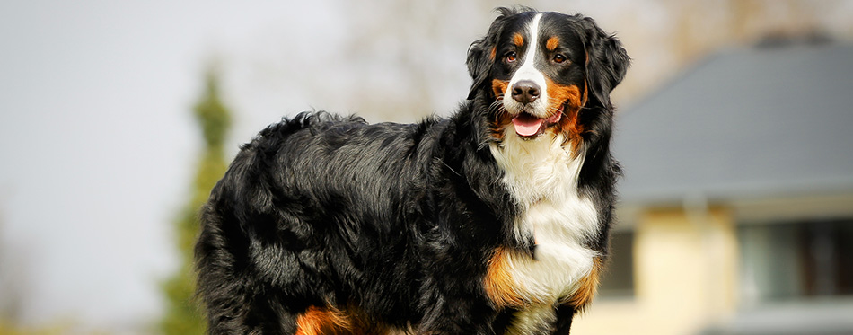 Bernese mountain dog 