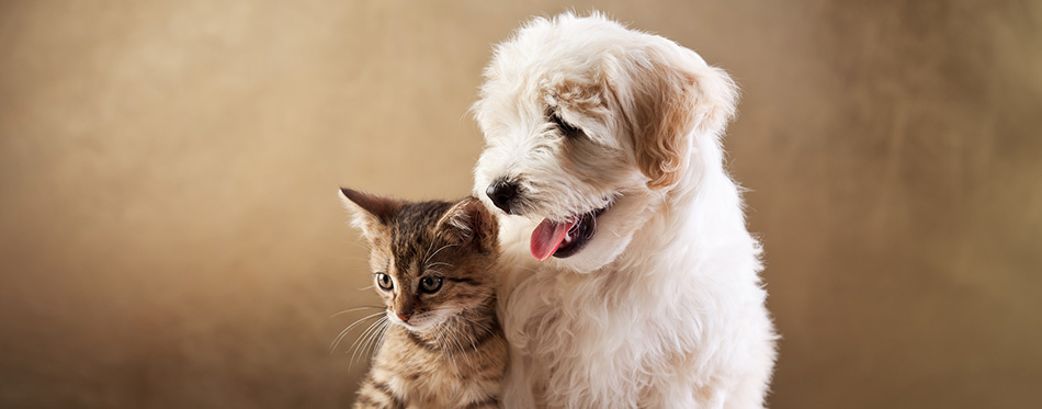 Best friends - kitten and small fluffy dog 