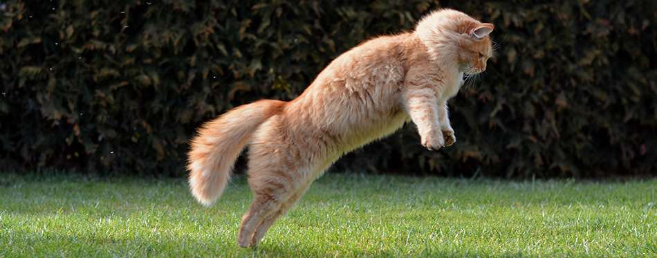 Big funny cat jumping on the garden