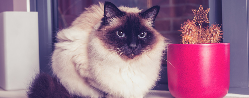 Birman cat sitting on windowsill with cactus