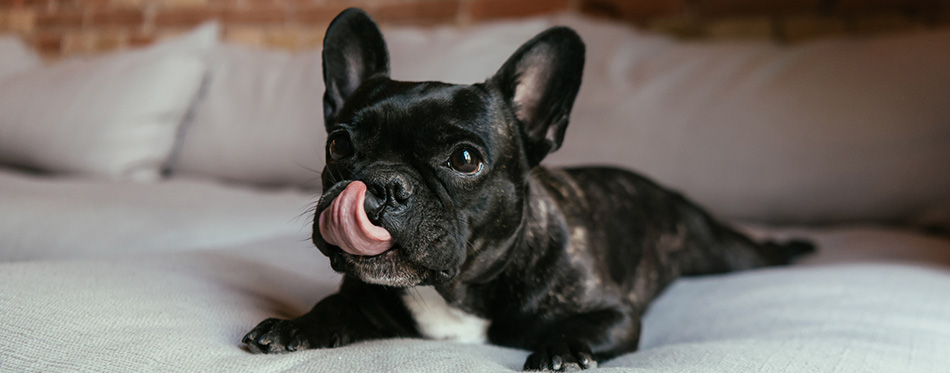 Black french bulldog sticking out tongue while lying on sofa