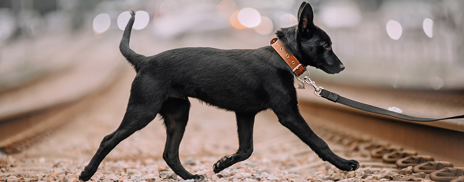 Black mixed breed dog walking on a leash