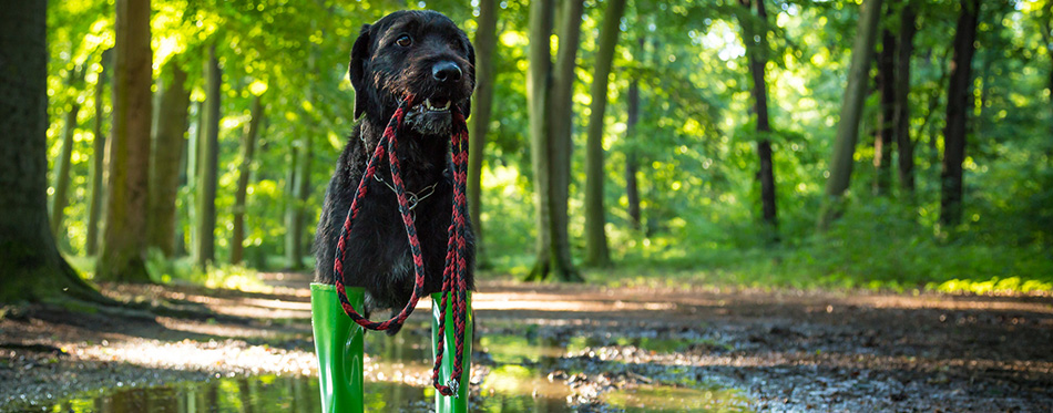 Black mutt dog in rain boots.