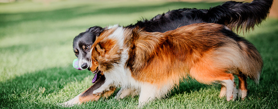 Border Collie dog and Shetland Sheepdog dog posing outdoors