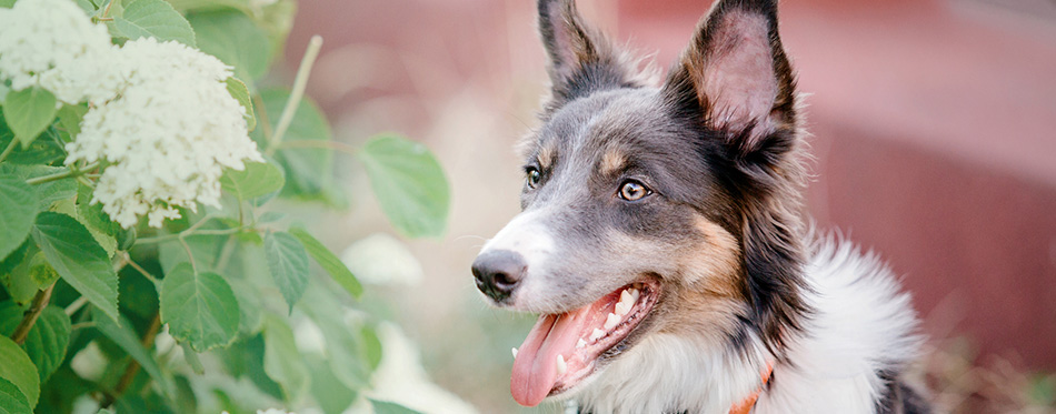 Border collie dog outdoor