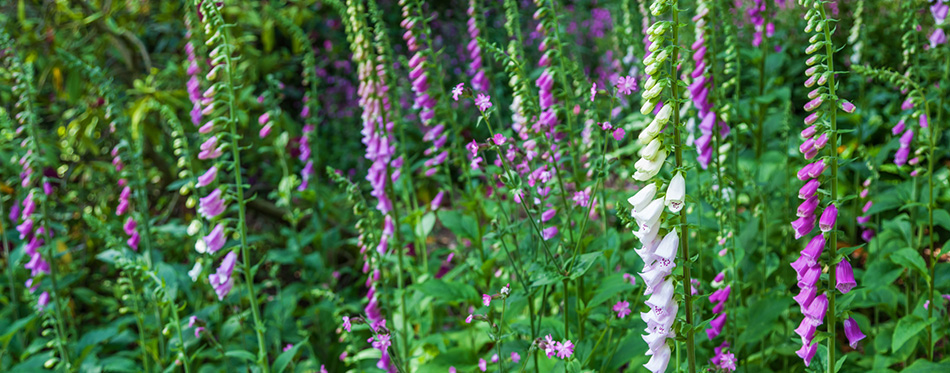 Border of beautiful foxglove flowers