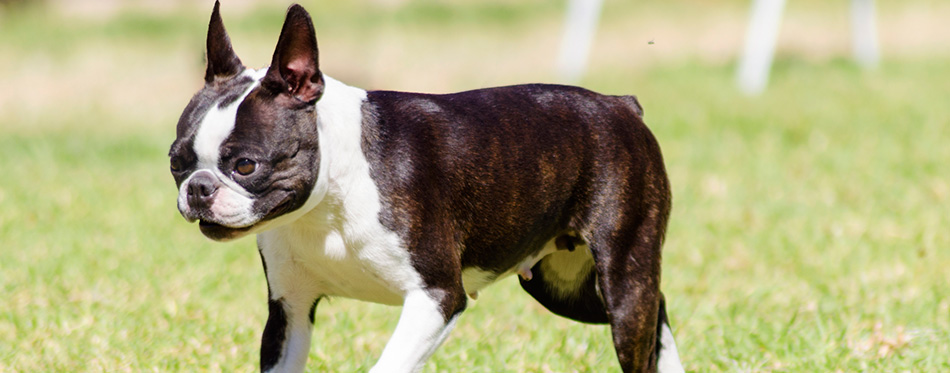 Boston terrier