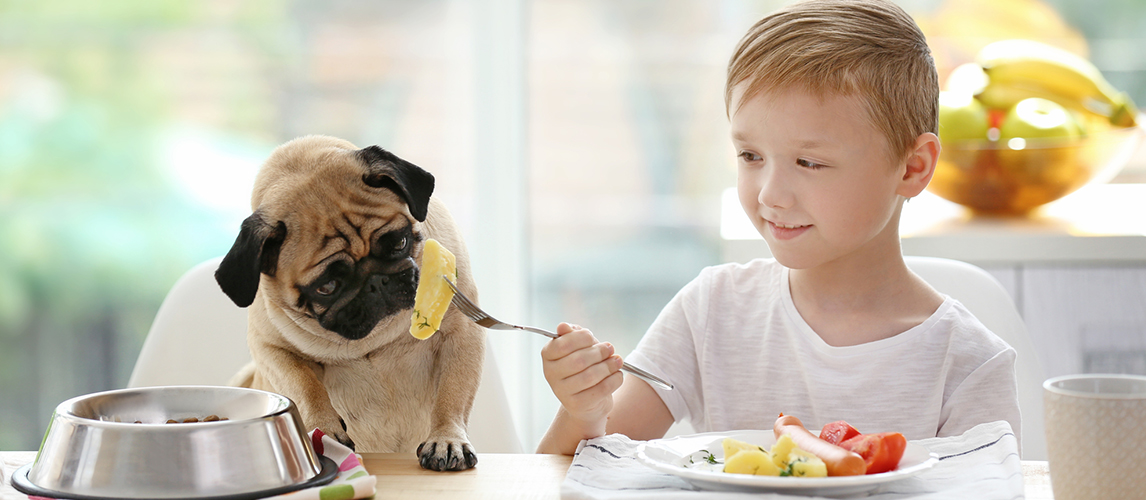 Boy feeding pug