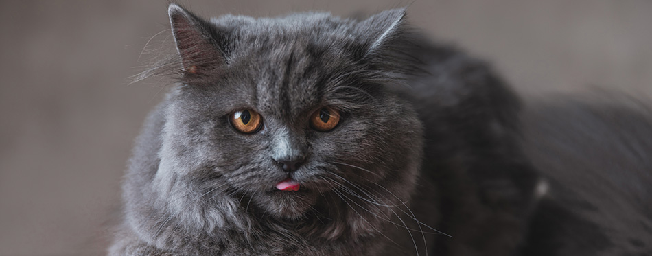 British Longhair cat with gray fur sticking out tongue 