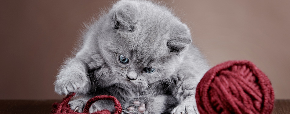 British short hair Kitten and ball of yarn