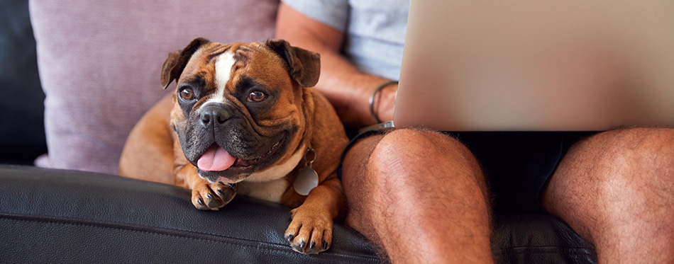 Bulldog Puppy Sitting With Owner On Sofa Whilst He Works On Laptop