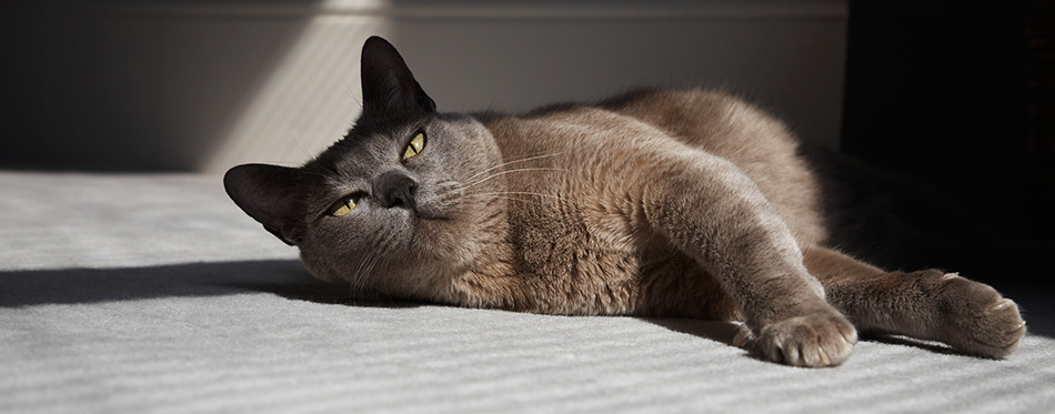 Burmese Cat 