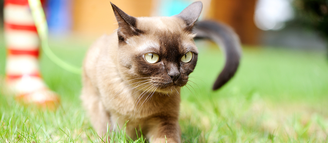 are burmese cats like dogs